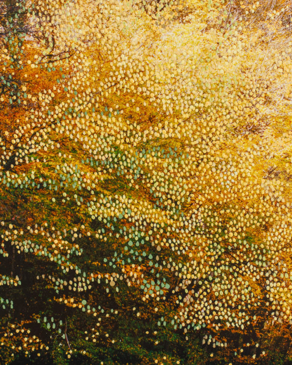 FORET_Automne_jaune2_45X60_ACHASSARY