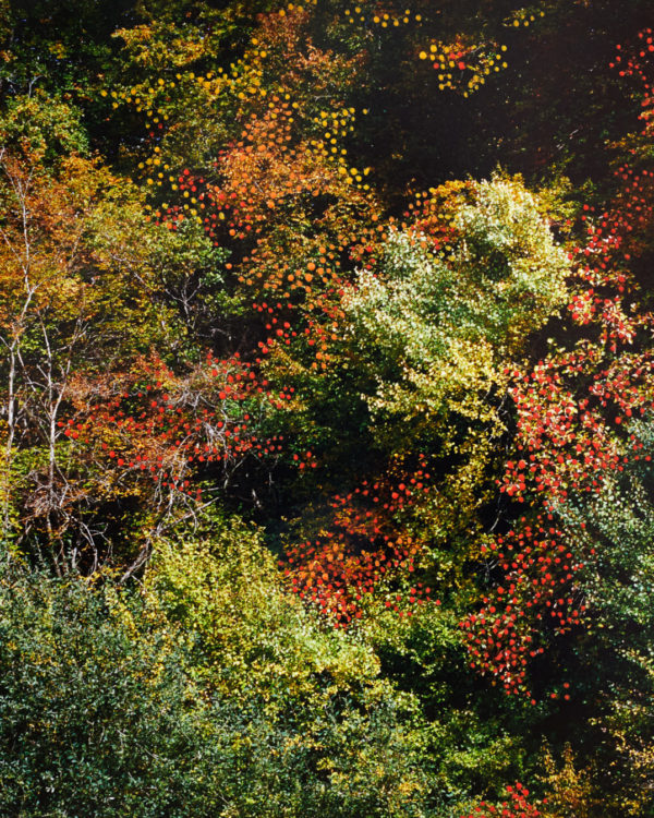 FORET_Automne_orange3_45X60_ACHASSARY