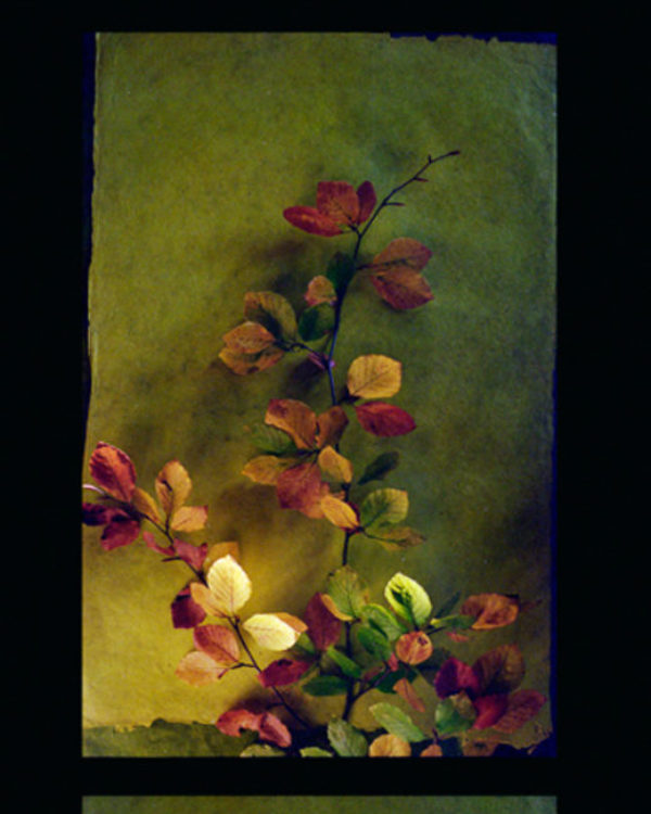HERBIER01_ACHASSARY