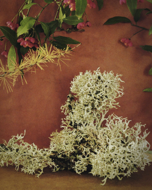 Lichen