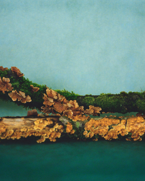 NM_Bois_45x60_ACHASSARY
