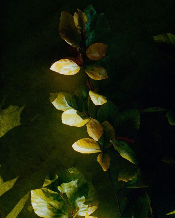 VEGETAL03_30X40_ACHASSARY