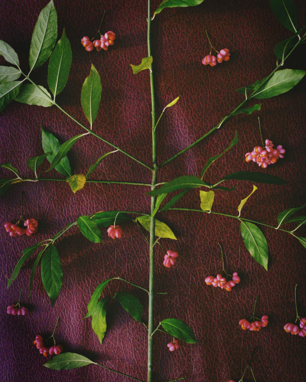 VEGETAL05_15x20_ACHASSARY